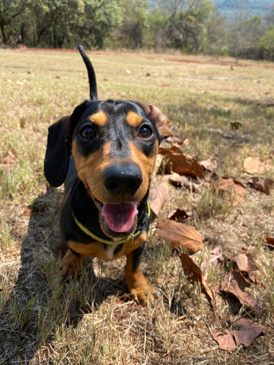 Harvey, the Harveys Woodworx mascot